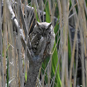 Eastern Screech Owl