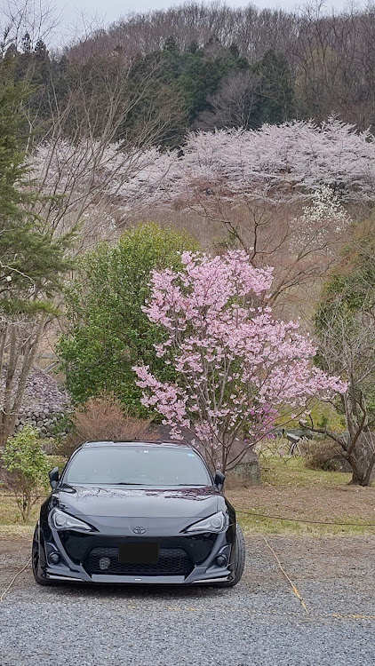 86の縁起だるまの  少林山・上州かるた・得手に帆を上げ・世の中にたえて桜のなかりせば・少林山達磨寺に関するカスタム事例の投稿画像16枚目