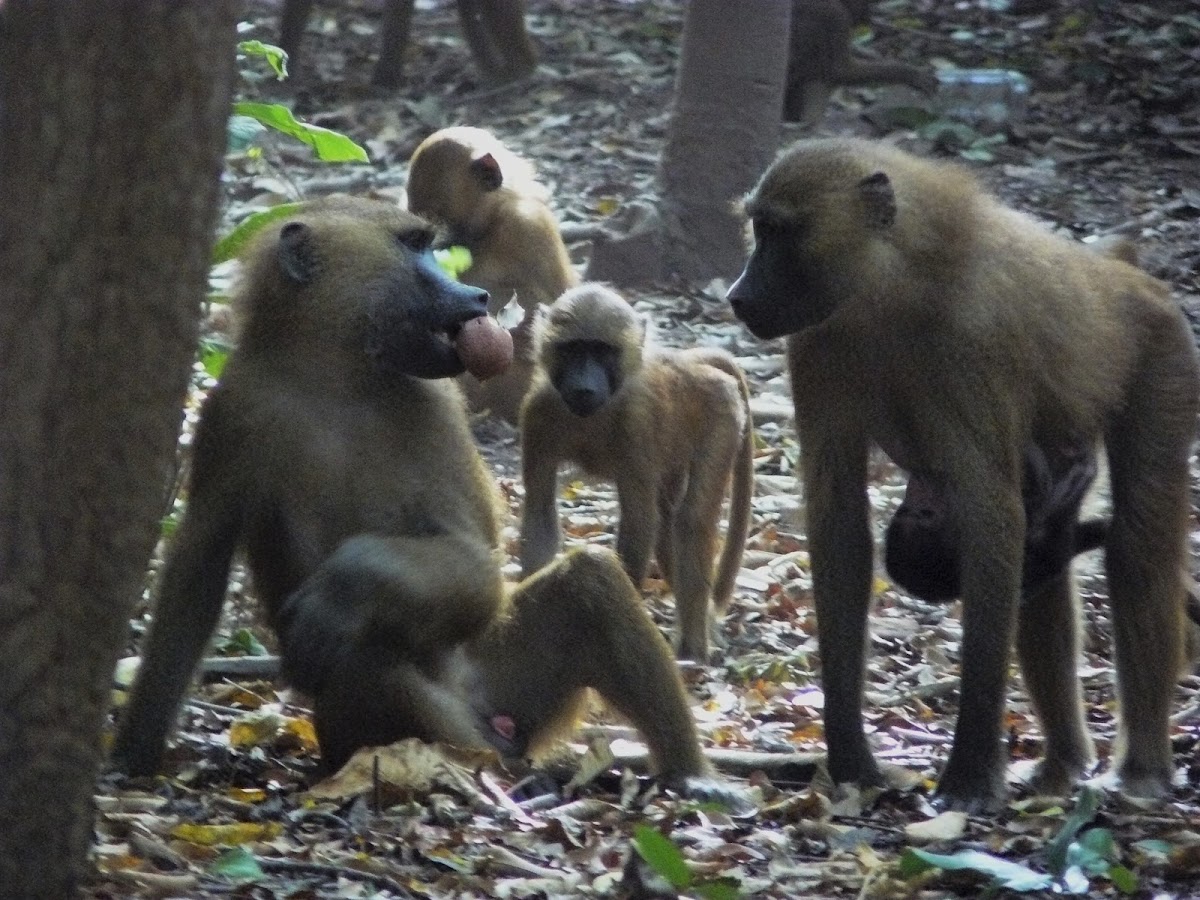 Guinea Baboon troop