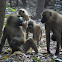 Guinea Baboon troop