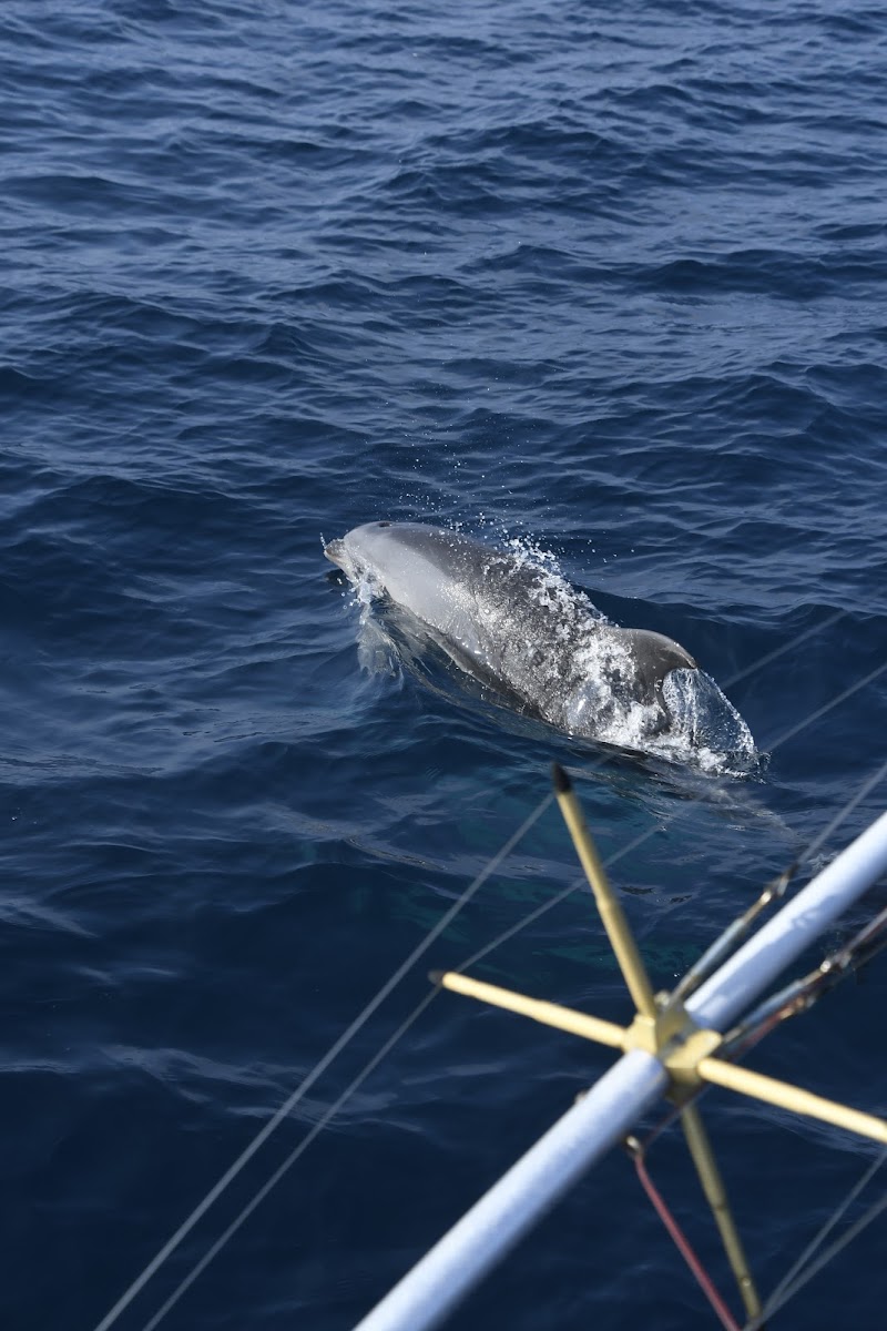 bottlenose dolphin