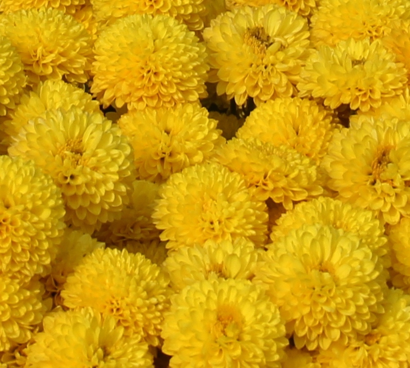 Chrysanth