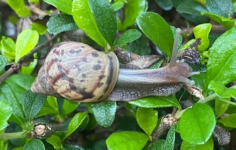 Snail