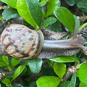 Snail