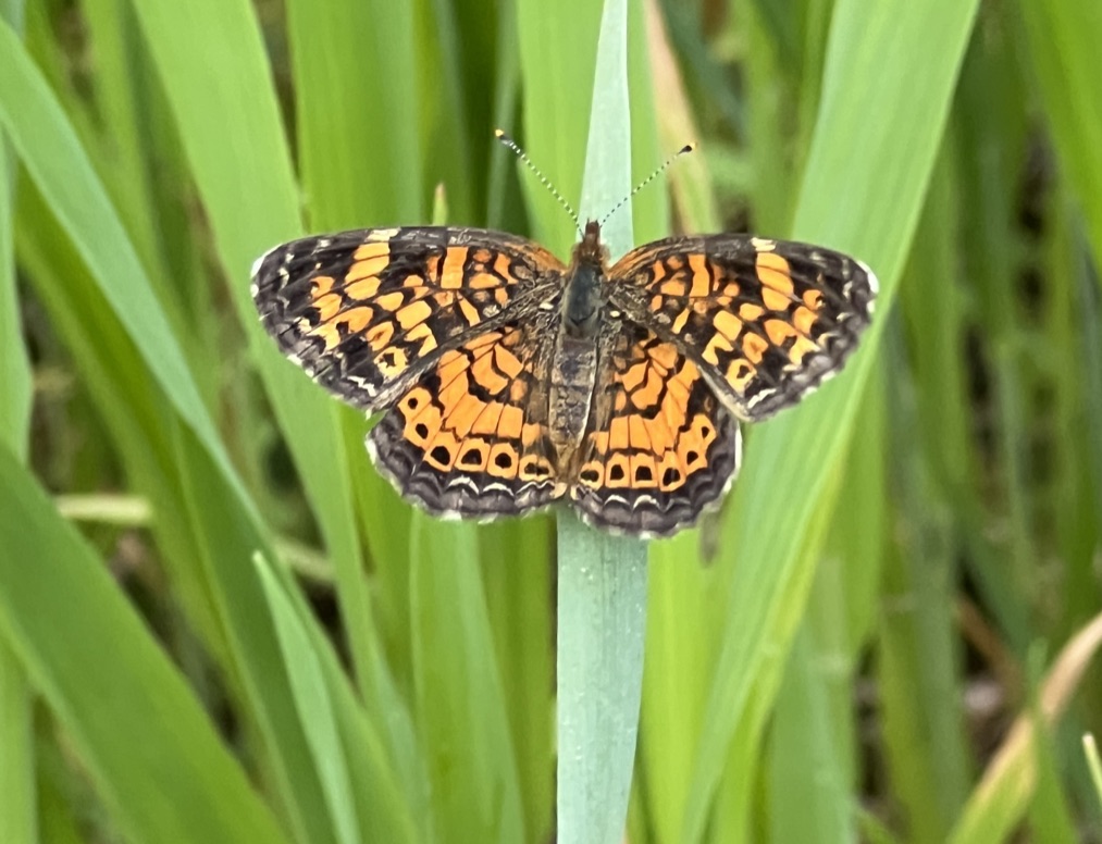 Pearl Crescent