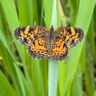 Pearl Crescent