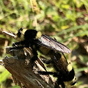 Robber Fly