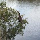 Anhinga