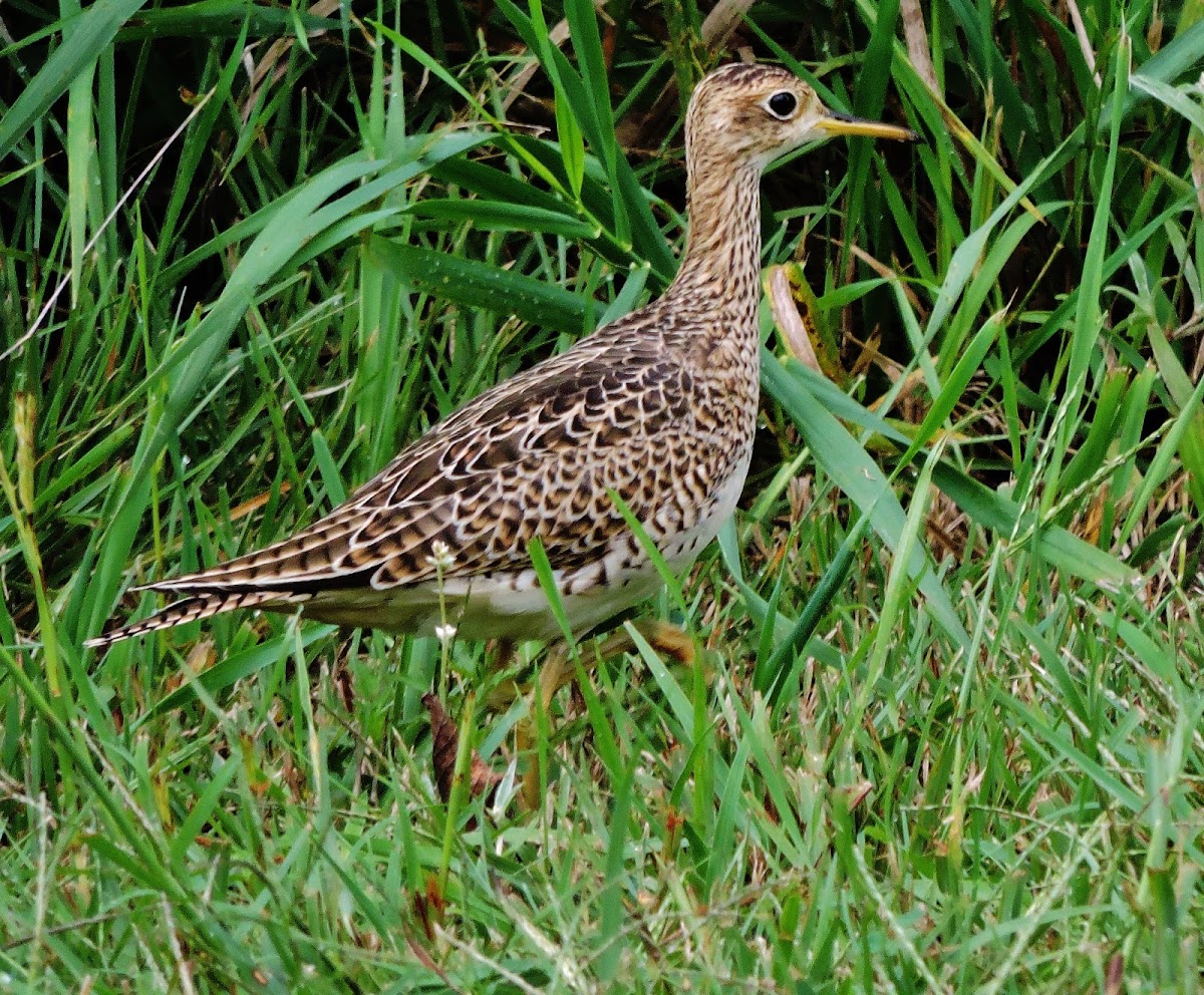 Upland sandpiper