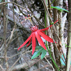 Flor de la pasión