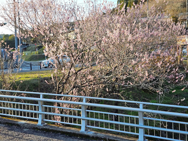 の投稿画像23枚目