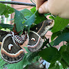 Cercropia moth