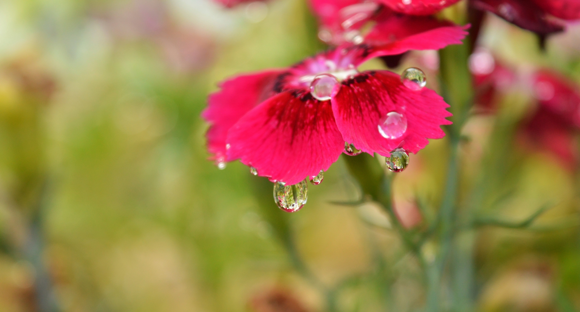 Gocce di fedevictory