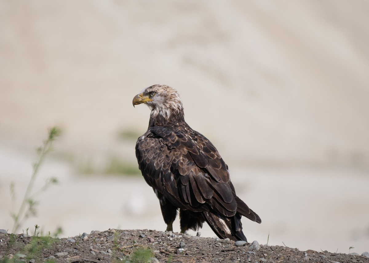 bald eagle