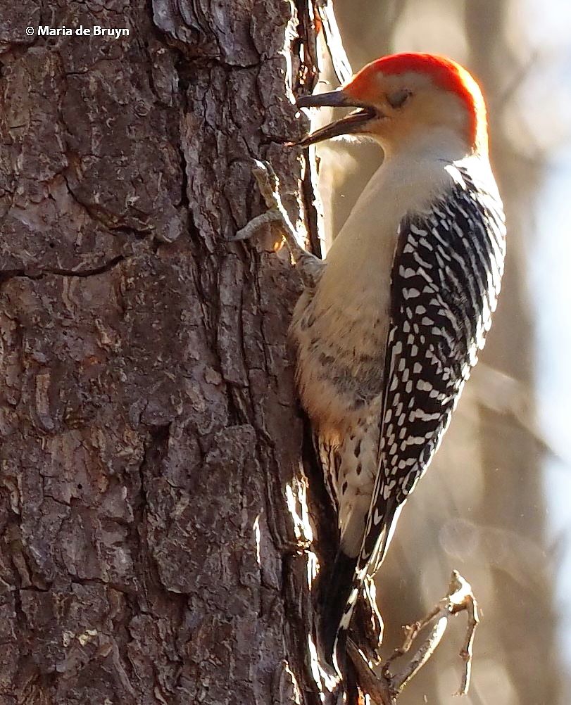 Red-bellied woodpecker