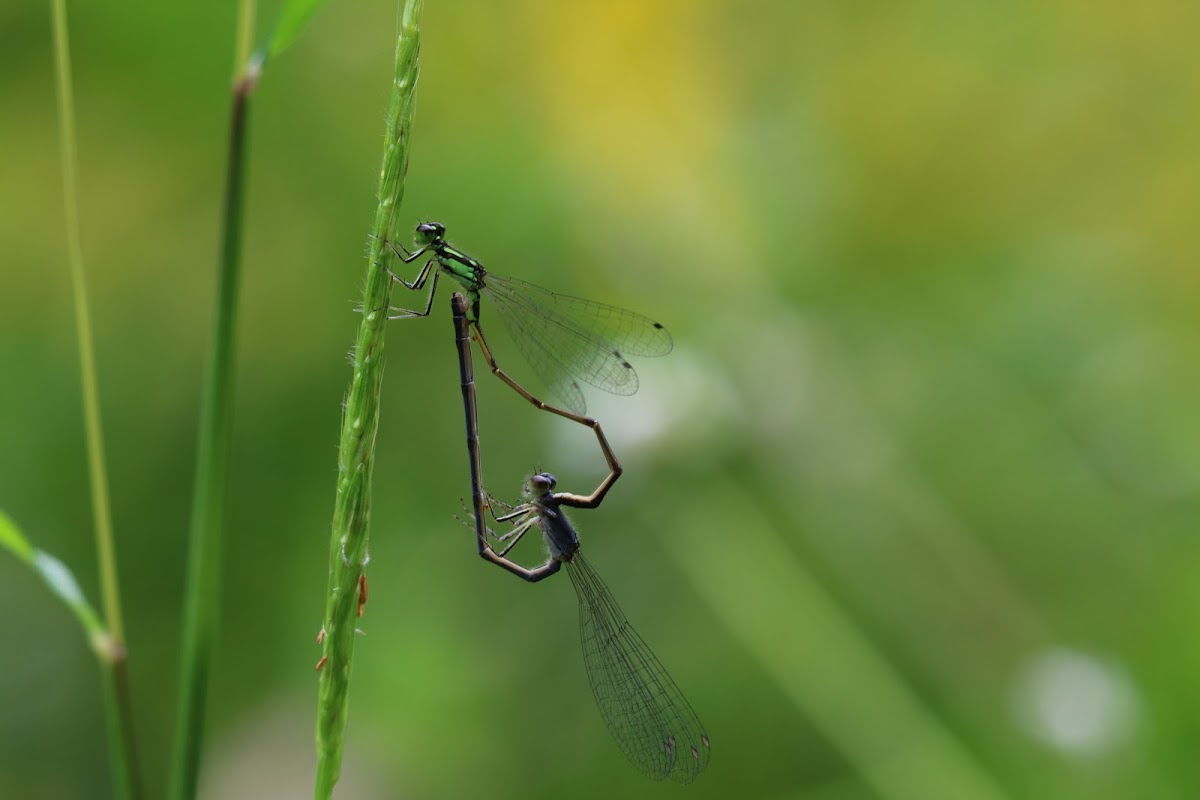 Swap Spreadwing