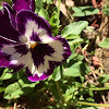 purple and white pansy