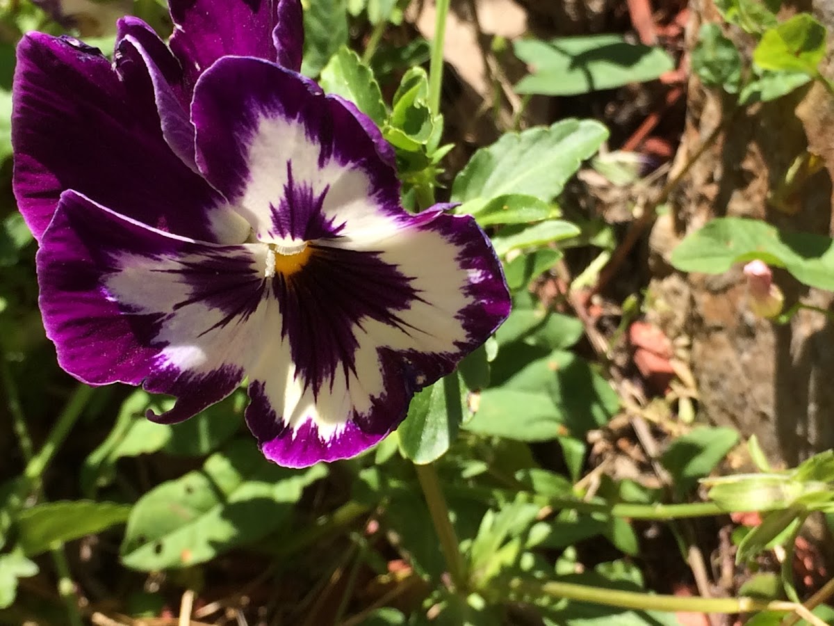 purple and white pansy