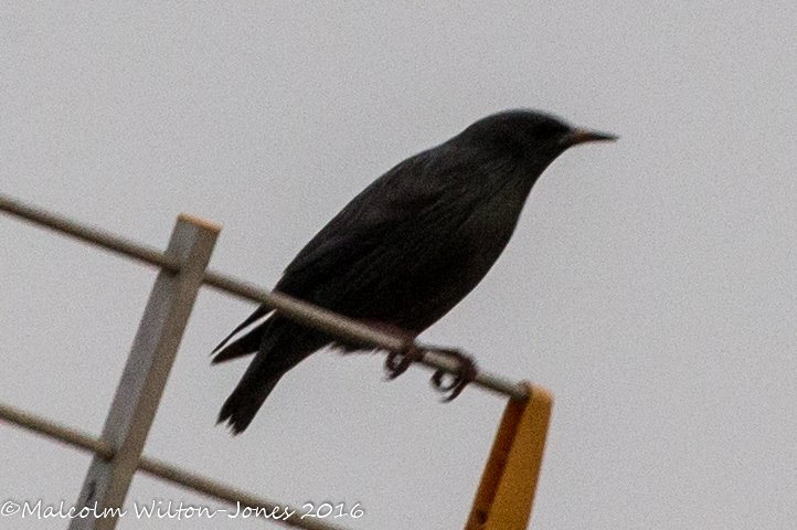 Spotless Starling; Estornino Negro