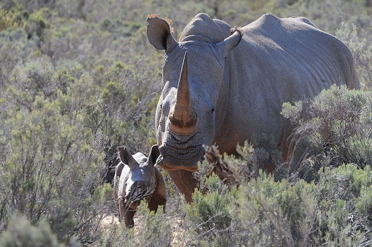 Picture: HENK KRUGER.