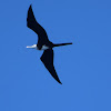 Magnificent Frigatebird