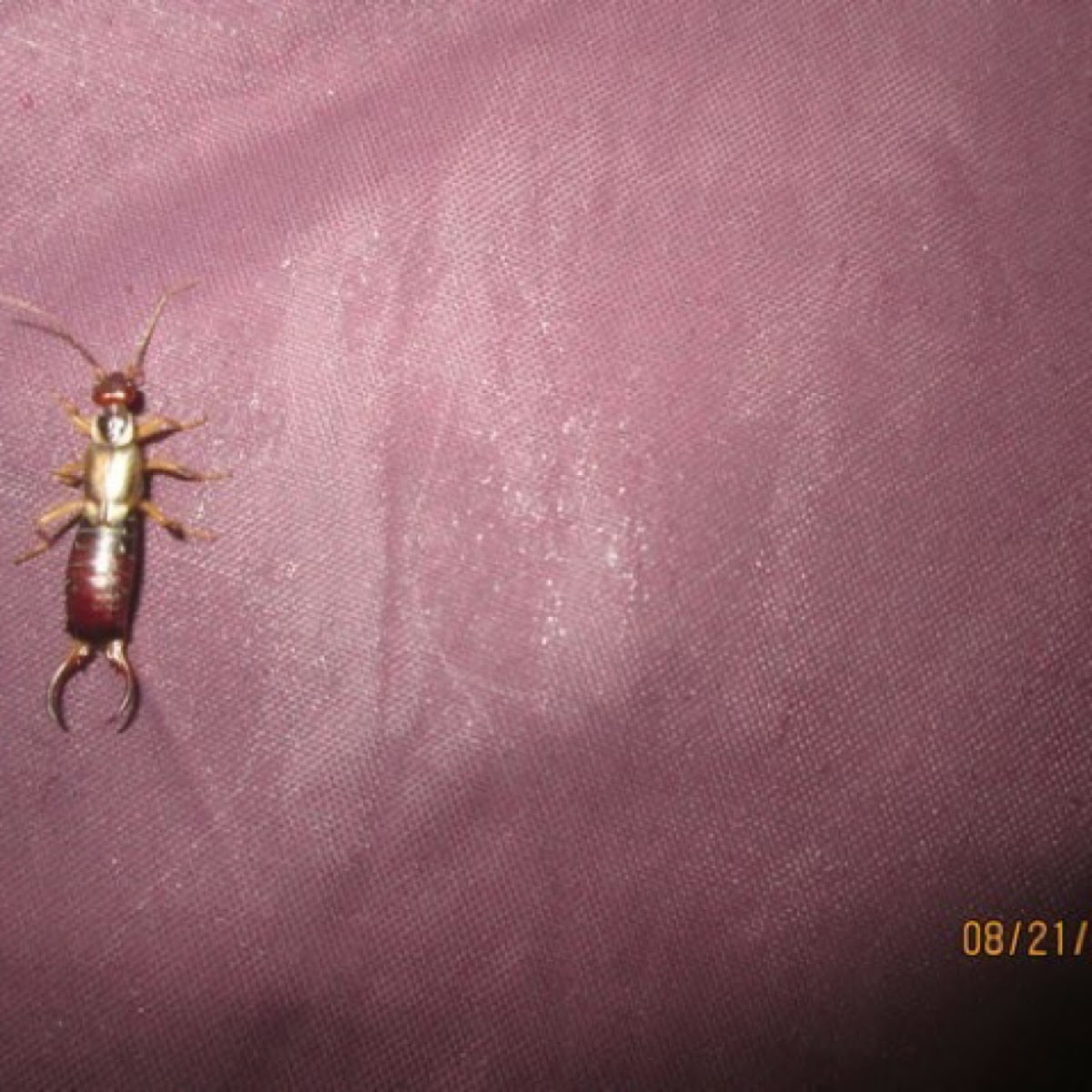 European earwig