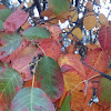 Serviceberry or Shadbush - fall leaves