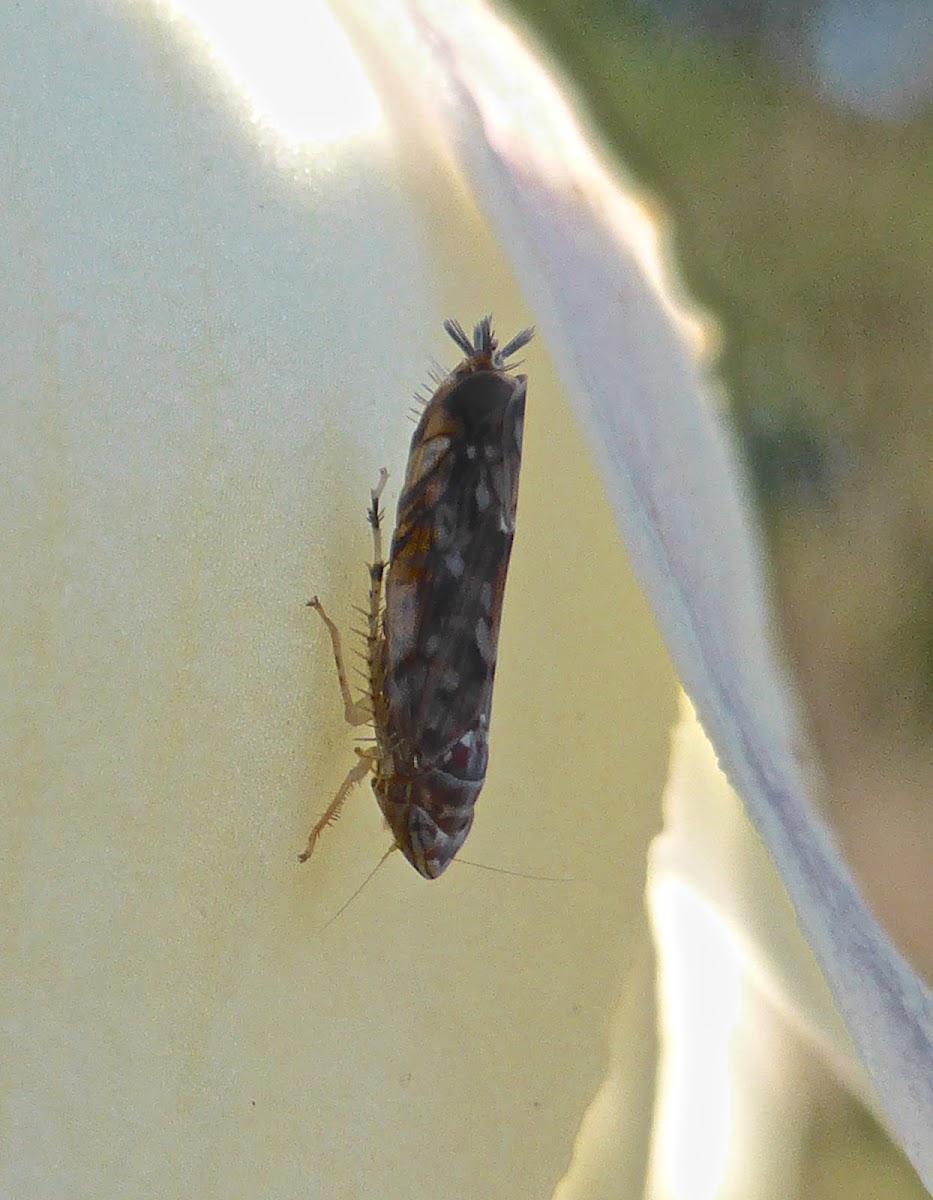 Leafhopper