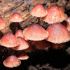 Bleeding Mycena