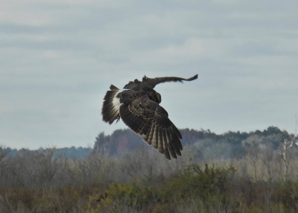 Snail Kite