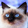 Himalayan Cats and Kitten Wallpaper Pet Theme