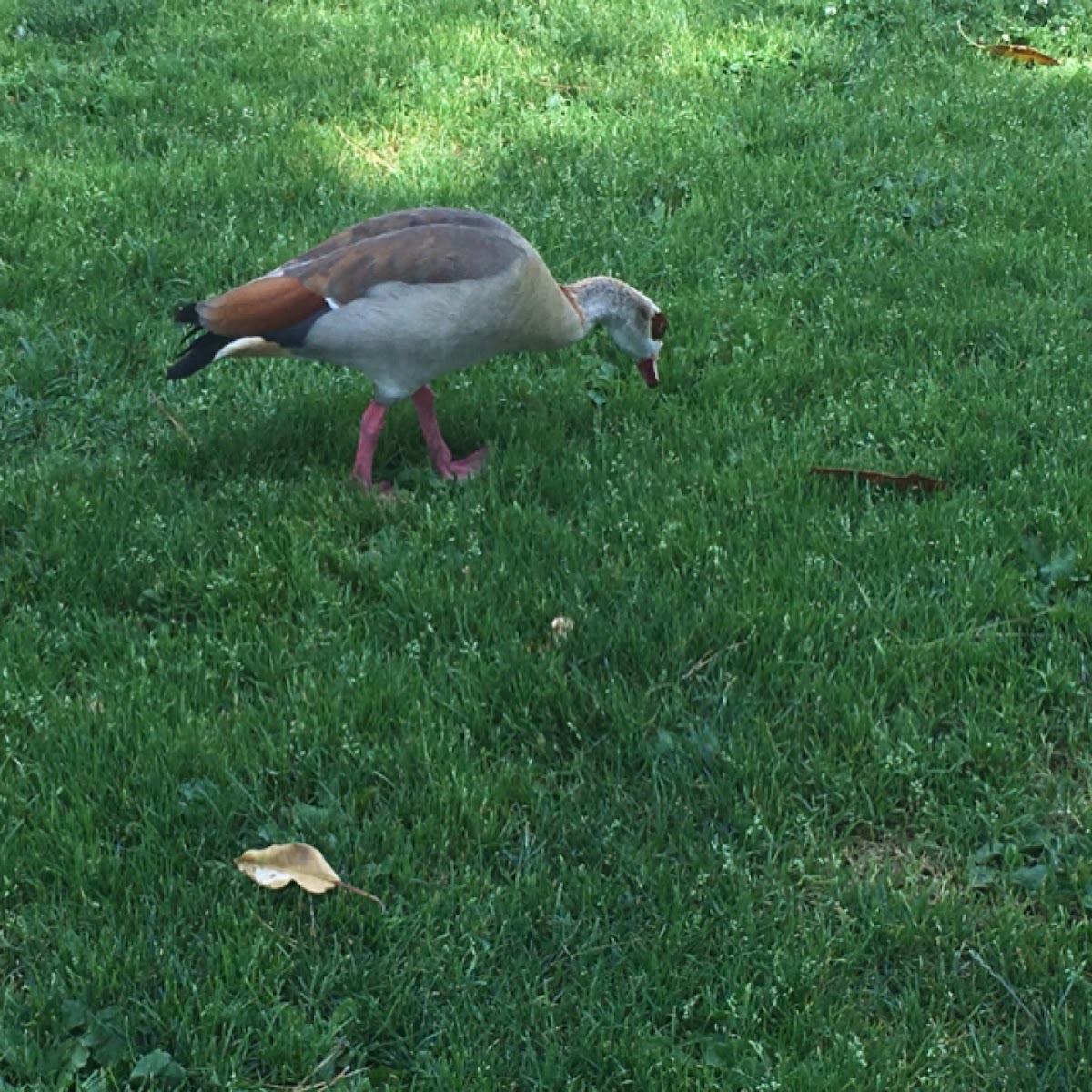 Egyptian goose