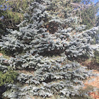 Blue Spruce