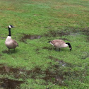 Canada geese