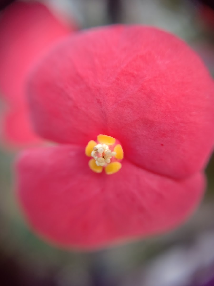 Crown of thorns