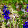 Sphinx moth