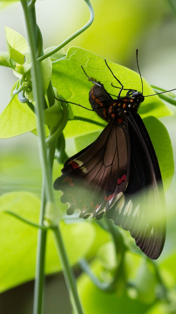 Polydamus Swallowtail