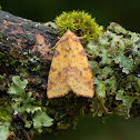 Pink-barred Sallow