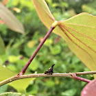 Two-marked treehopper