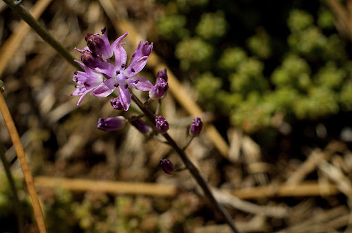 Scilla autumnalis