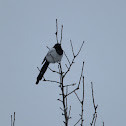 Eurasian magpie