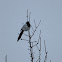 Eurasian magpie