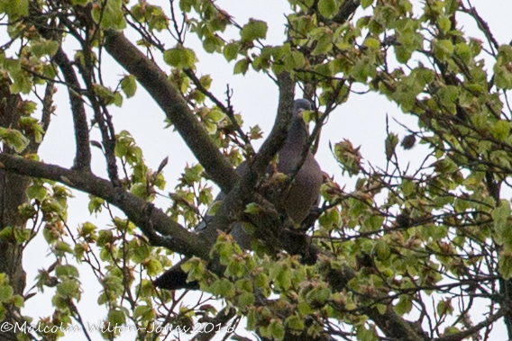 Woodpigeon