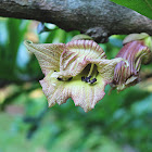 Calabash Tree, Beggar’s Bow