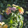 Lantana