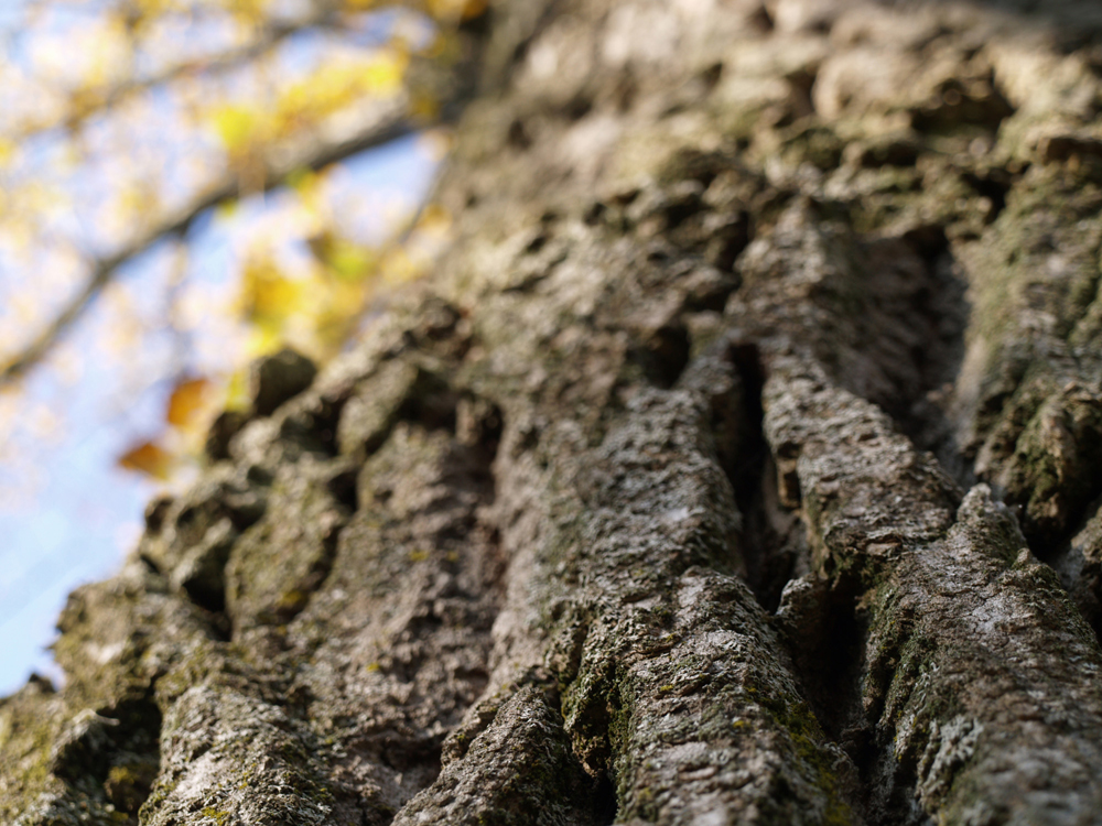 albero di significato66