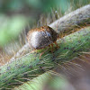 Kudzu Bug