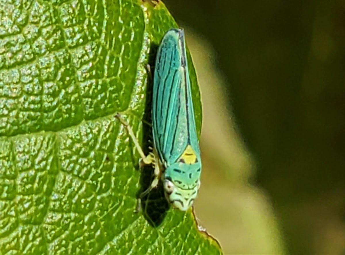 Blue-green sharpshooter