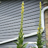 Great Mullein