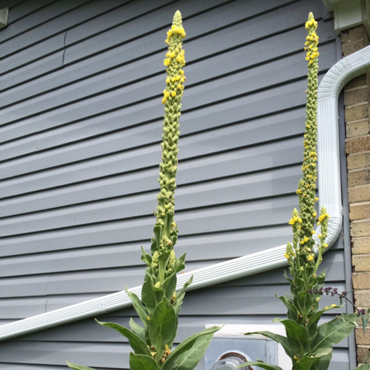 Great Mullein